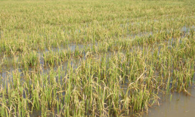 Flooded rice in Pursat