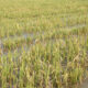 Flooded rice in Pursat