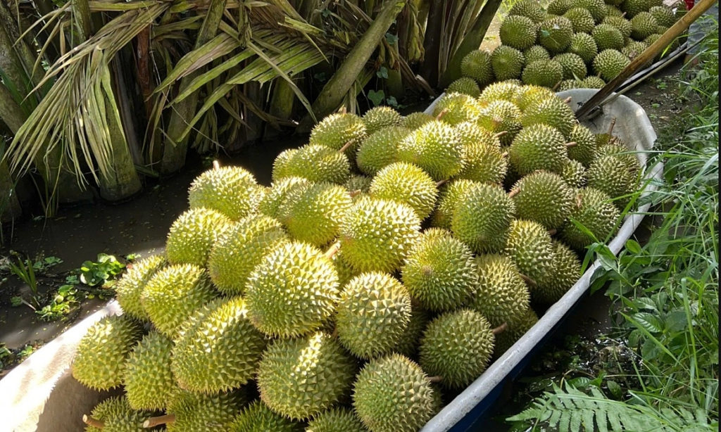 ទុរេនវៀតណាម