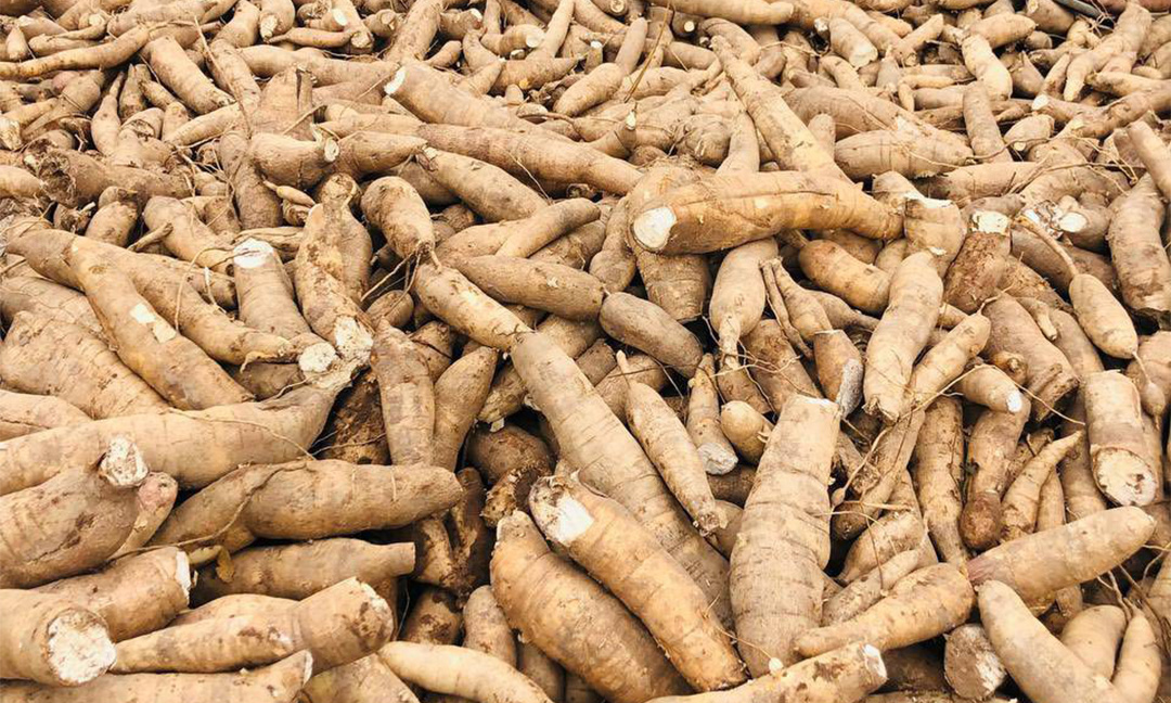 ​ក្រុមហ៊ុន​រដ្ឋ​ចិន​ បង្កើន​ការ​បញ្ជាទិញ​ដំឡូងមី​ពី​កម្ពុជា​ ១ លានតោន​