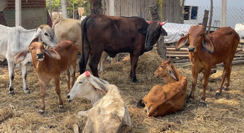 ការដឹកជញ្ជូនគោ