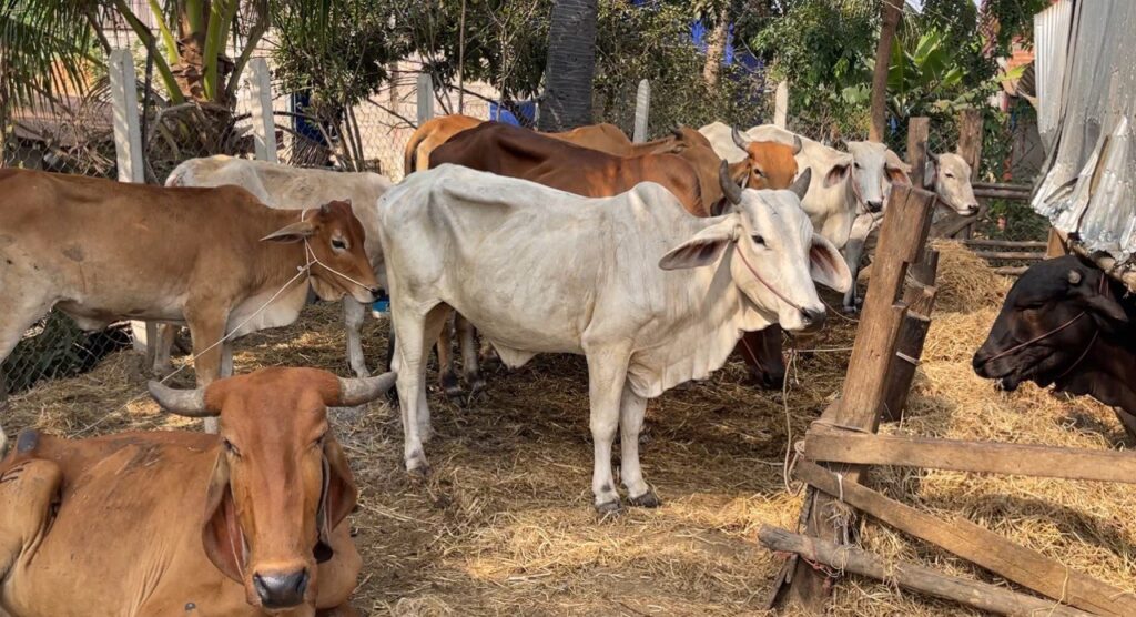 គោដែលលួចនាំចូល