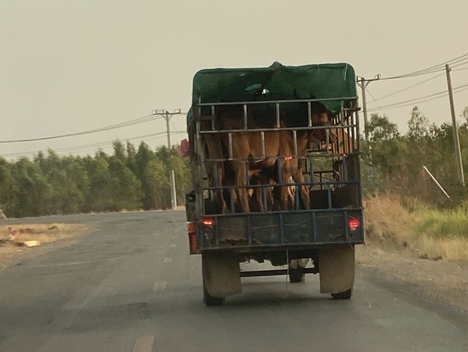 ការលួចនាំគោឆ្លងដែន