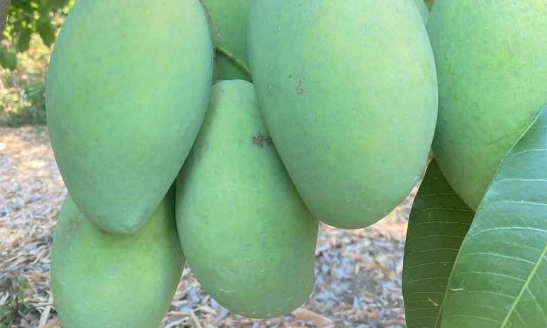 តម្លៃស្វាយកែវមៀតធ្លាក់ចុះ ១៧០ រៀល ក្នុងមួយលីត្រ