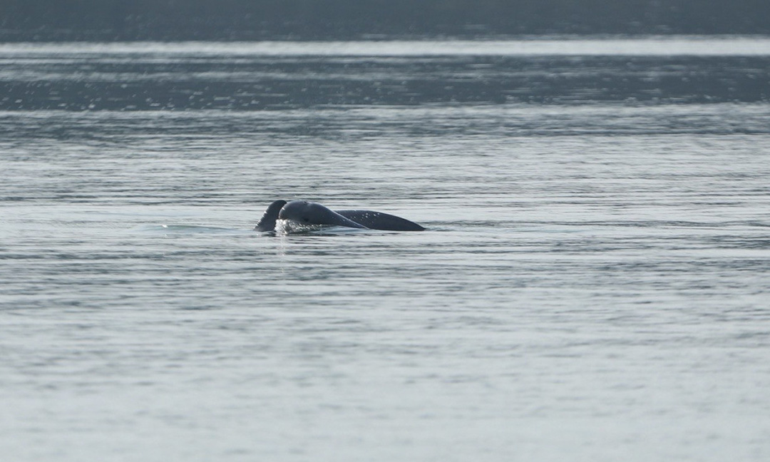 ផ្សោត​ខេត្ត​ស្ទឹងត្រែង និង​ខេត្ត​ក្រចេះ​រស់នៅ​ដាច់​ស្រឡះ​ពី​គ្នា ទោះបី​ស្ថិត​ក្នុង​ខ្សែ​ទឹក​ទន្លេ​តែមួយ