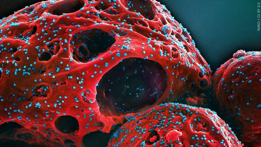 វីរុសកូវីដប្រភេទថ្មី Cicada