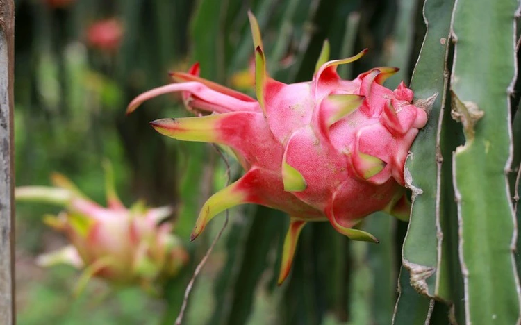 EU រឹតបន្តឹងការត្រួតពិនិត្យលើផ្លែឈើនាំចូល​ពី​វៀតណាម ជុំវិញ​សំណល់ថ្នាំ​សម្លាប់សត្វល្អិត