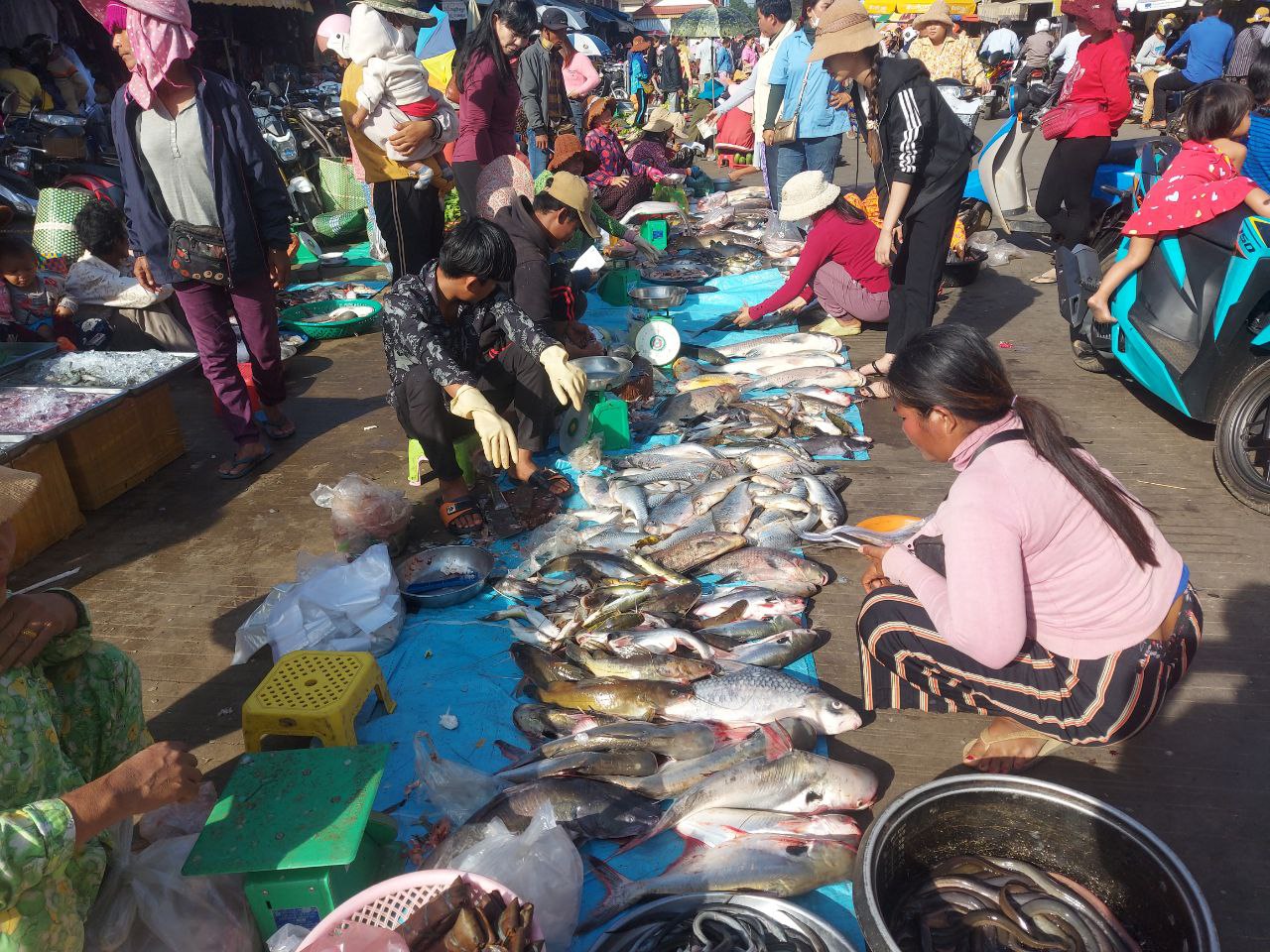 ​ត្រី​ប៉ាសេ​អ៊ី​​​ និង​ប៉ាវ៉ា​​ជាមុខម្ហូបពេញនិយមទេសចរ​មក​ខេត្តស្ទឹងត្រែង ខណៈ​ផលត្រីក្នុង​ខេត្ត​បន្តកើនឡើង