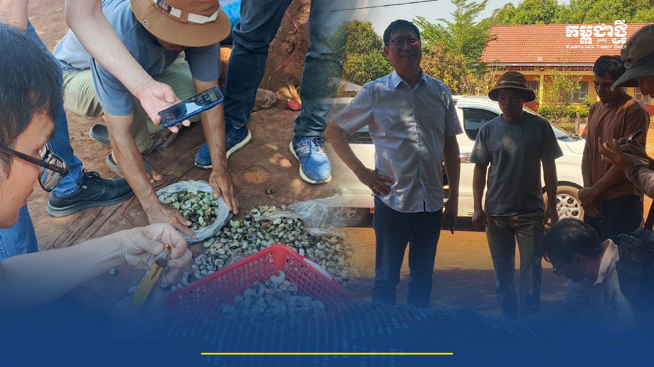 អ្នកជំនួញចិន បង្ហាញការចាប់អារម្មណ៍កាន់តែខ្លាំងលើដំណាំស្វាយចន្ទីនៅកម្ពុជា