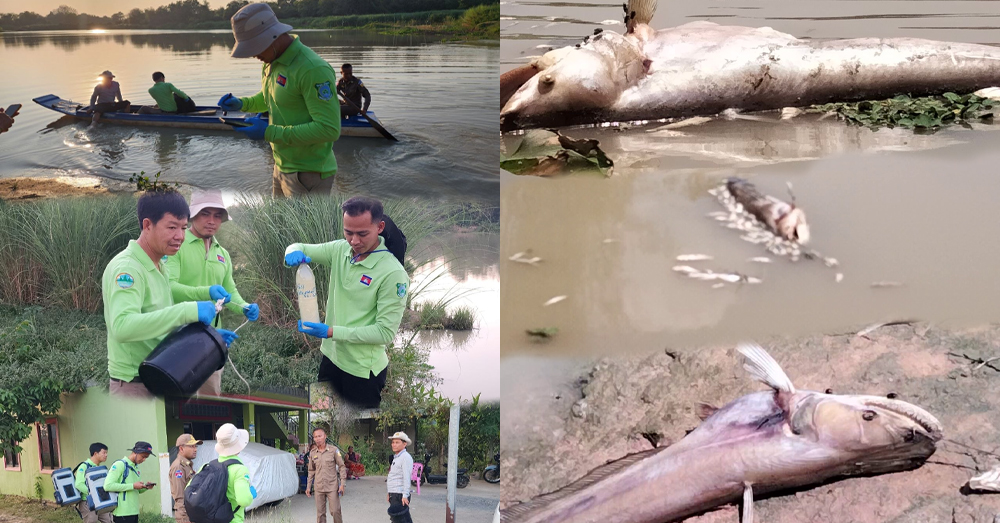 មន្ត្រីជំនាញក្រសួងបរិស្ថានចុះពិនិត្យទៅដល់កន្លែងពលរដ្ឋរាយការណ៍ពីករណីត្រីងាប់ក្នុងស្ទឹងព្រែកត្នោត