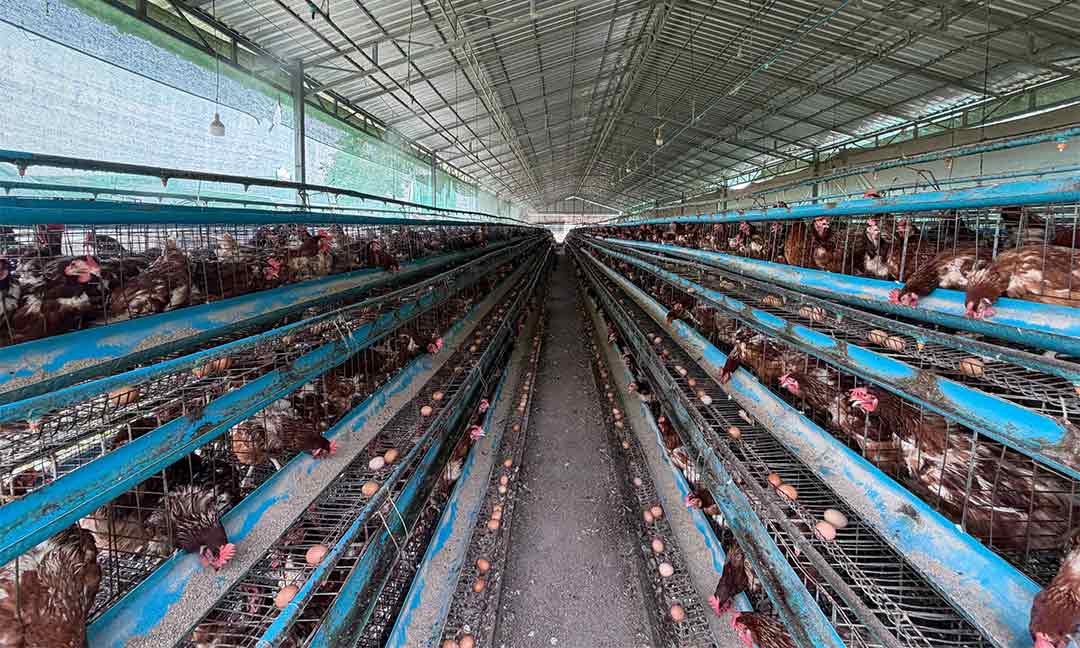 កសិករស្នើក្រសួងទប់ស្កាត់ការនាំចូលពងមាន់ពីប្រទេសជិតខាង ខណៈតម្លៃកំពុងធ្លាក់ចុះ