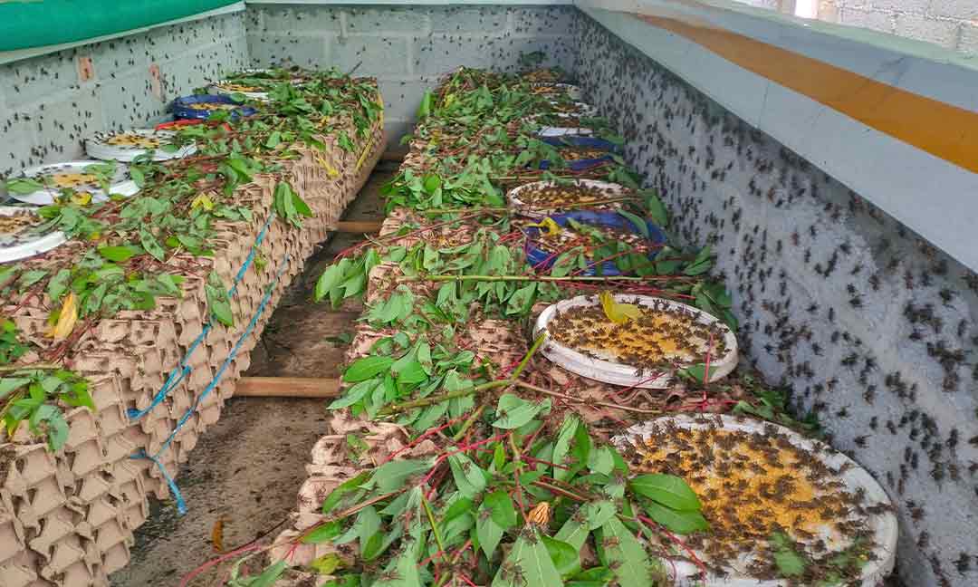 កសិករជិត៤០០គ្រួសារ ក្រៅពីការងារស្រែចម្ការ ឆ្លៀតចិញ្ចឹមចង្រិតរកចំណូលបន្ថែមផ្គត់ផ្គង់គ្រួសារ