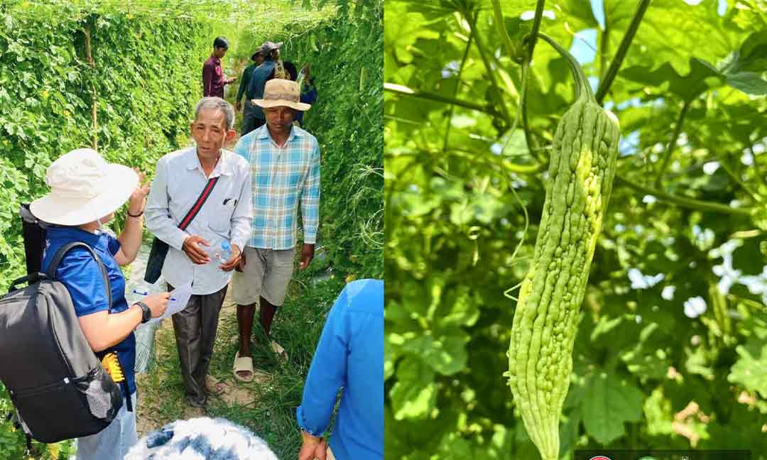 គម្រោង ​អេមស៍ ​​បញ្ចេញហិរញ្ញប្បទានឥតសំណង ​១,៥ លានដុល្លារ​ ​ពង្រឹង​ខ្សែ​ច្រវាក់​តម្លៃ​ និង​ទីផ្សារសម្រាប់ផលិតផលបន្លែ និងសាច់