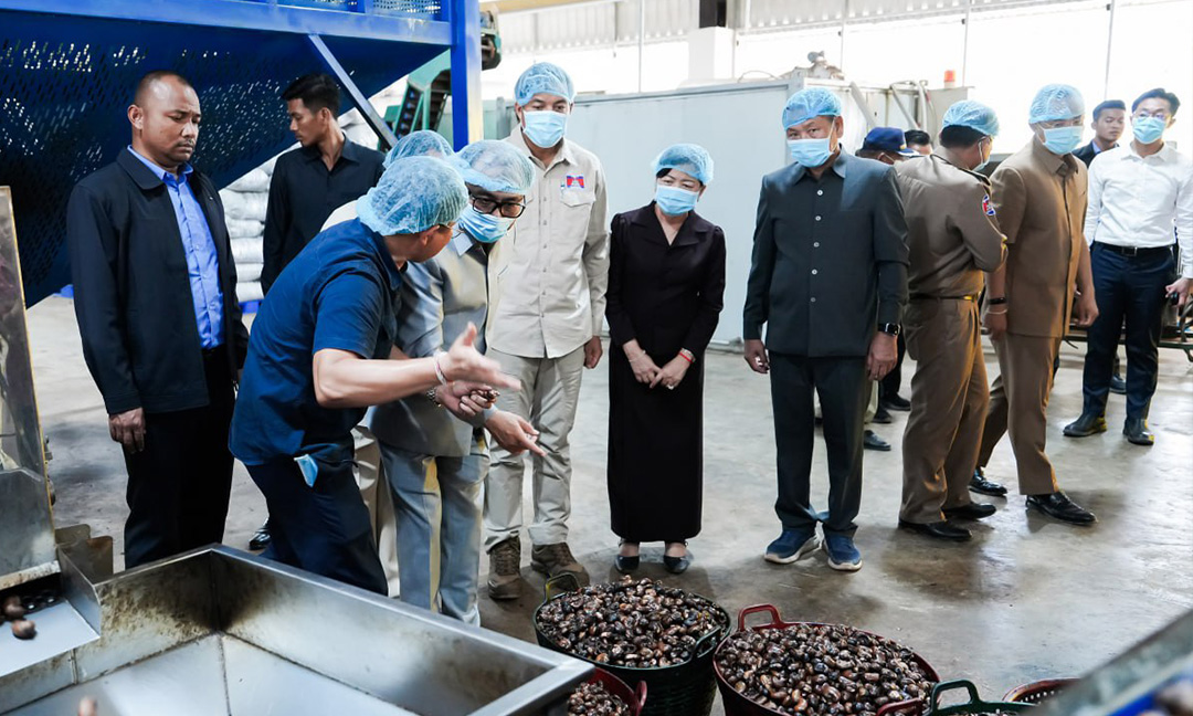 មកស្គាល់សហគ្រាស​កែច្នៃ​​គ្រាប់​ស្វាយ​ចន្ទី​ធំៗ​ក្នុង​ប្រទេស​ ប្រមូលទិញស្វាយចន្ទីរាប់ម៉ឺនតោន កែច្នៃនាំចេញទៅក្រៅប្រទេស