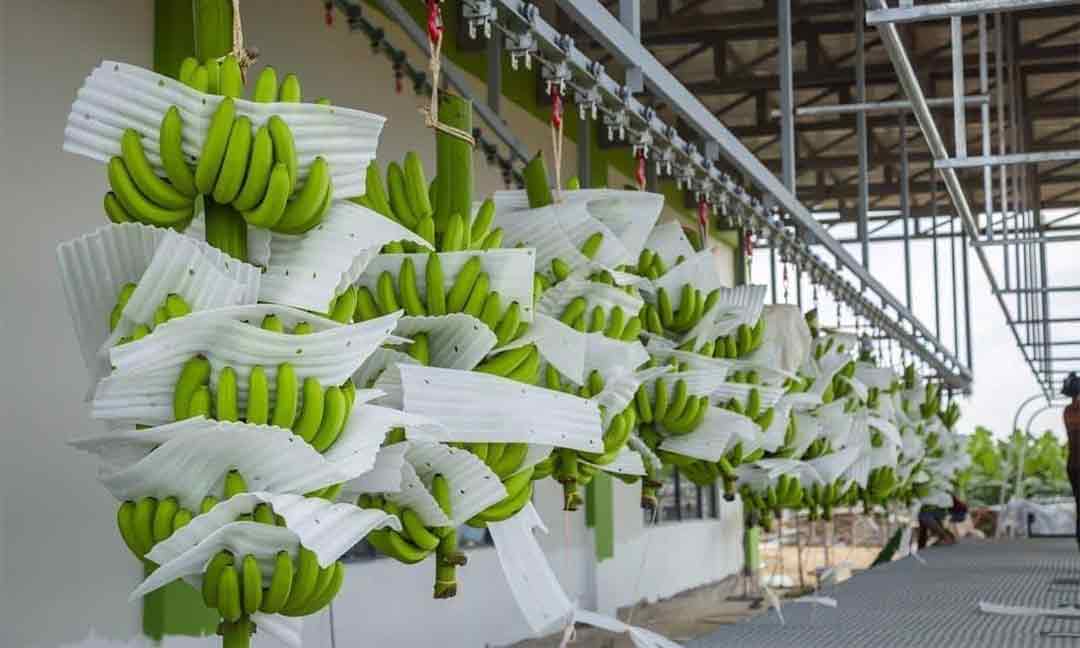 ​កម្ពុជា ​រកចំណូល​បាន​ជាង ​៤៨ ​លាន​ដុល្លារ​ ពី​ការ​នាំចេញ​ចេក​​