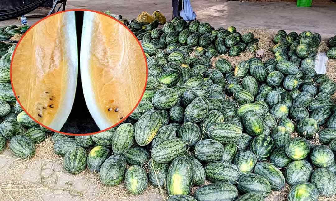 កសិករអះអាងថា ផ្លែឪឡឹកលឿង មានតម្លៃទីផ្សារខ្ពស់ នៅរដូវប្រមូលផល