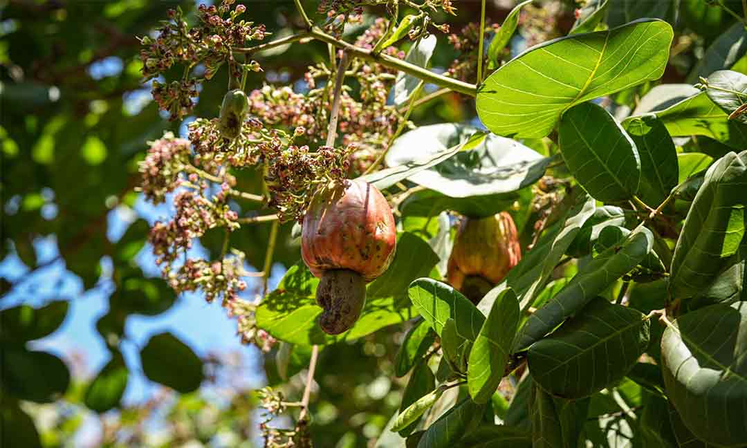 ​ស្ថានភាព​តម្លៃ​គ្រាប់ស្វាយចន្ទីល្អ ​តែទិន្នផល​ធ្លាក់ចុះ​