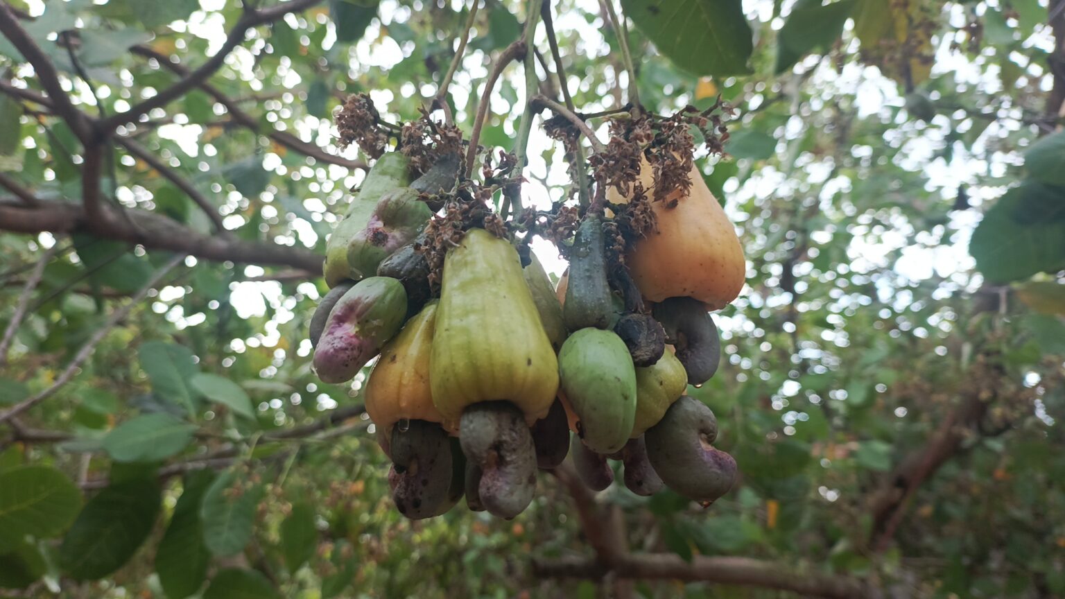 ខេត្ត​រតនគិរី​ជាប់​លេខ ៣ មាន​ផ្ទៃដី​ដាំដុះ​ស្វាយ​ចន្ទី​ច្រើន​ជាង​គេ ​បន្ទាប់​ពី​ខេត្ត​កំពង់ធំ និង​ក្រចេះ