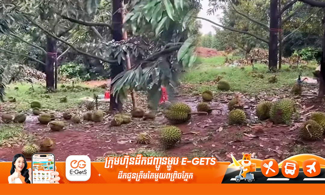 ភ្លៀងលាយឡំជាមួយខ្យល់កន្ត្រាក់ក្នុងស្រុកសំឡូត បង្កឲ្យផ្លែទុរេនរាប់រយផ្លែជ្រុះរាយប៉ាយពេញដី