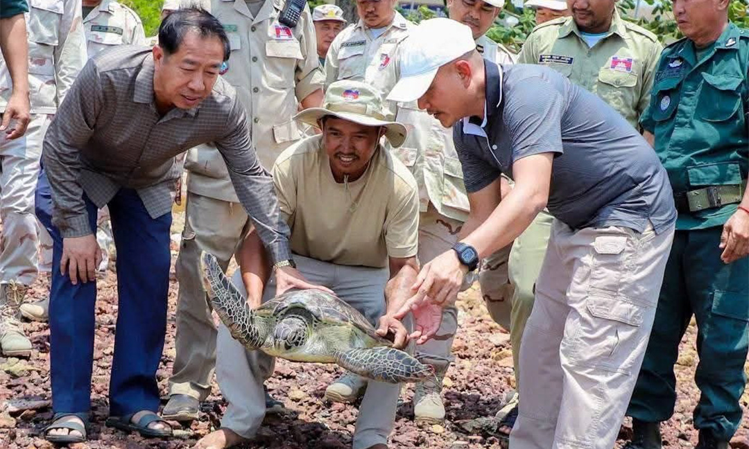 សត្វអណ្តើកសមុទ្រកម្រមួយក្បាលត្រូវបានលែងឲ្យចូលក្នុងដែនសមុទ្យធម្មជាតិវិញ ក្រោយជាប់លបប្រជានេសាទដោយចៃដន្យ