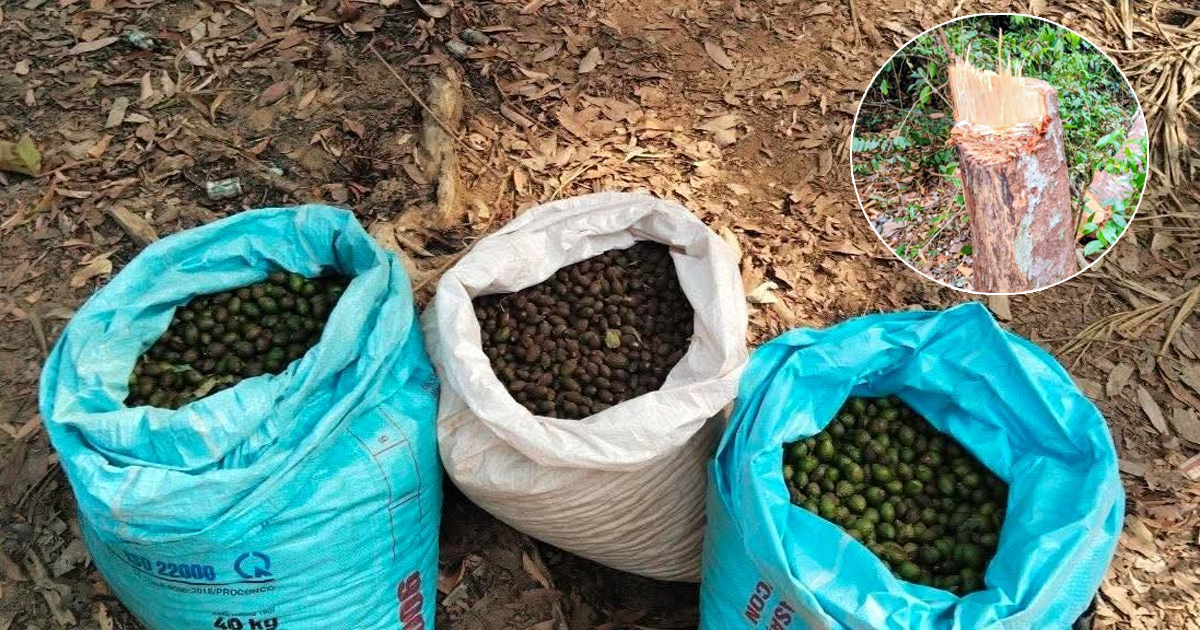 អាជ្ញាធរស្រុកតាវែង អំពាវនាវពលរដ្ឋបេះផ្លែសំរ៉ងដោយចៀសវាងកាប់បំផ្លាញដើម