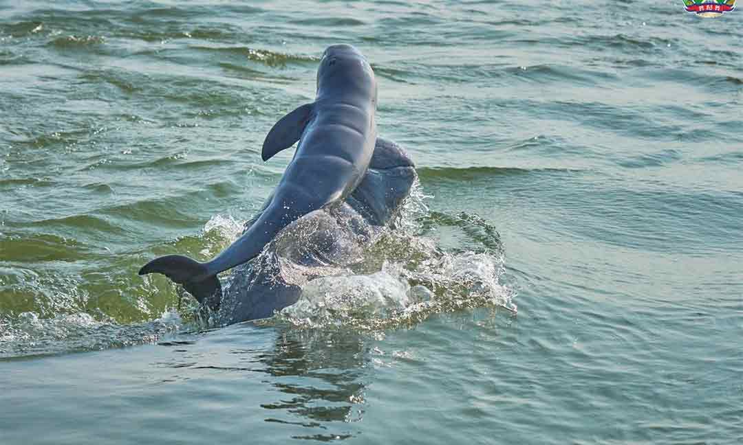 ​ប្រទះឃើញ​កូន​ផ្សោត​កើតថ្មី​មួយទៀត ​នាំ​ឱ្យ​ផ្សោត​កើនដល់ ​១១៨ ​ក្បាល​