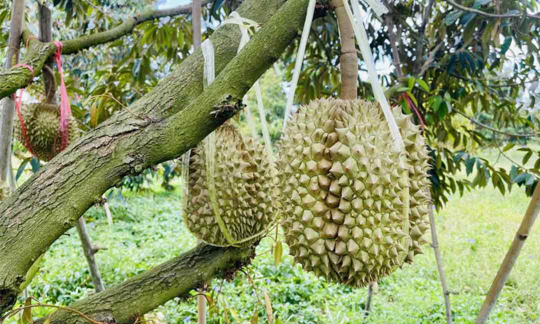 ​ទិន្នផល ​និង​តម្លៃ​ទុរេន ​មាន​ភាព​ល្អ​ប្រសើរ​ នា​រដូវ​ប្រមូល​ផល​ឆ្នាំ​នេះ​