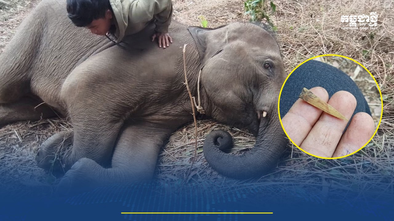 កូនដំរី “ណូអែល”អាយុទើប៤ឆ្នាំ ត្រូវជនអនាមិកបាញ់ព្រួញប៉ុនប៉ងសម្លាប់ នៅខេត្តរតនគិរី