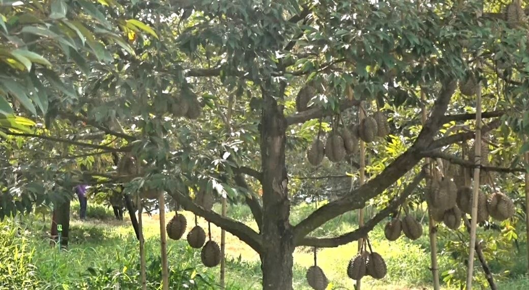 កសិករចាប់ផ្ដើមប្រមូលផលទុរេនទឹកជ្រោះឱម៉ាល់​បណ្តើរៗ ខណៈទិន្នផលបានប្រសើរជាងឆ្នាំមុន