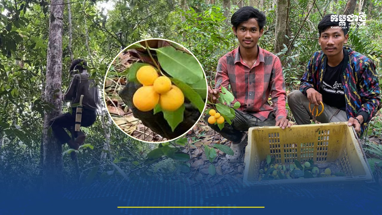 ទំនេរពីការសិក្សាយុវជនមួយក្រុម ចូលព្រៃបេះផ្លែគុយលក់ ផ្គត់ផ្គង់ការរៀនសូត្រ និងជួយគ្រួសារ