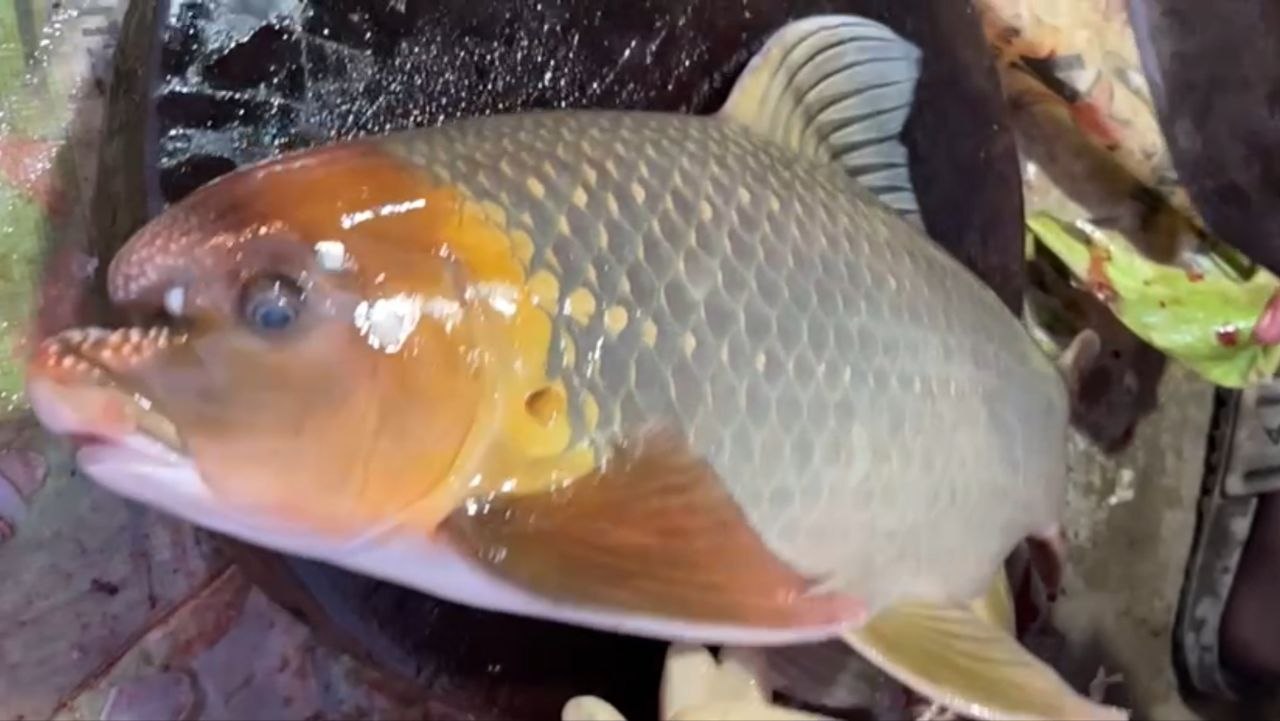 ​នៅផ្សារ​ខេត្តក្រចេះព្រឹកនេះ ត្រី​ប៉ាវ៉ា​ទម្ងន់​ ៣  គីឡូក្រាមលក់​តម្លៃ​ ៣៨ ម៉ឺនរៀល/គីឡូក្រាម