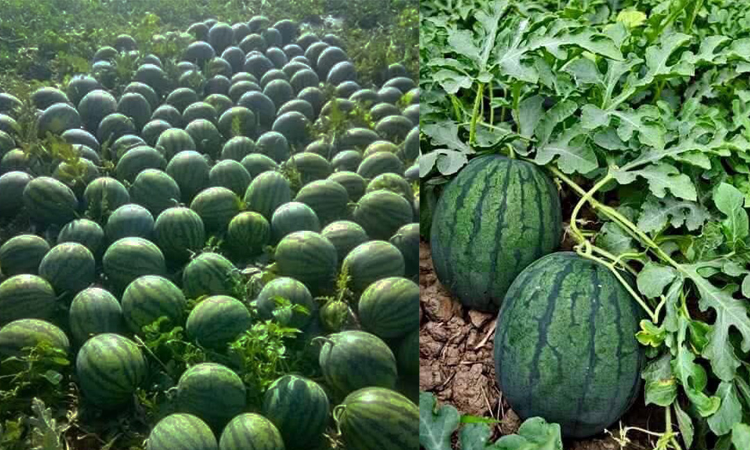 អាកាសធាតុក្តៅ តែទិន្នផលឪឡឹកកសិករ​នៅ​ស្រុក​​​មោងឫស្សី​នៅ​តែ​ផ្តល់​ផលល្អ មានឈ្មួញ​ចាំ​កក់មុនថែមទៀត