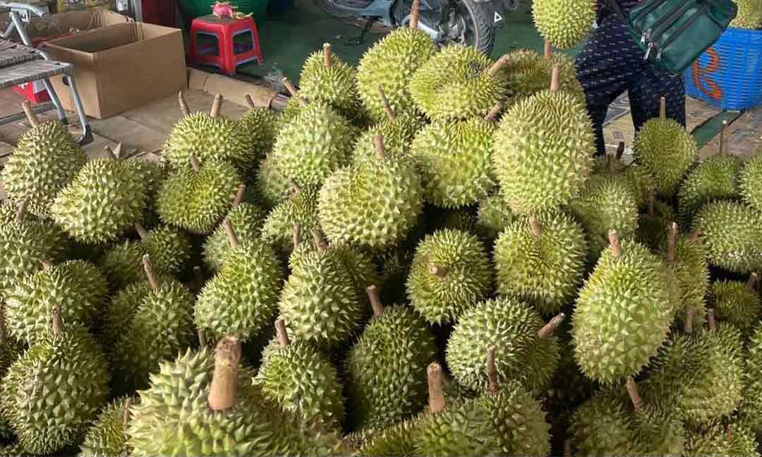 ​គយ ដាក់ចេញចំណាត់ការ​ទប់ស្កាត់ ​ការ​លួច​នាំចូល​ទុរេន​ពីប្រទេស​ថៃ​​