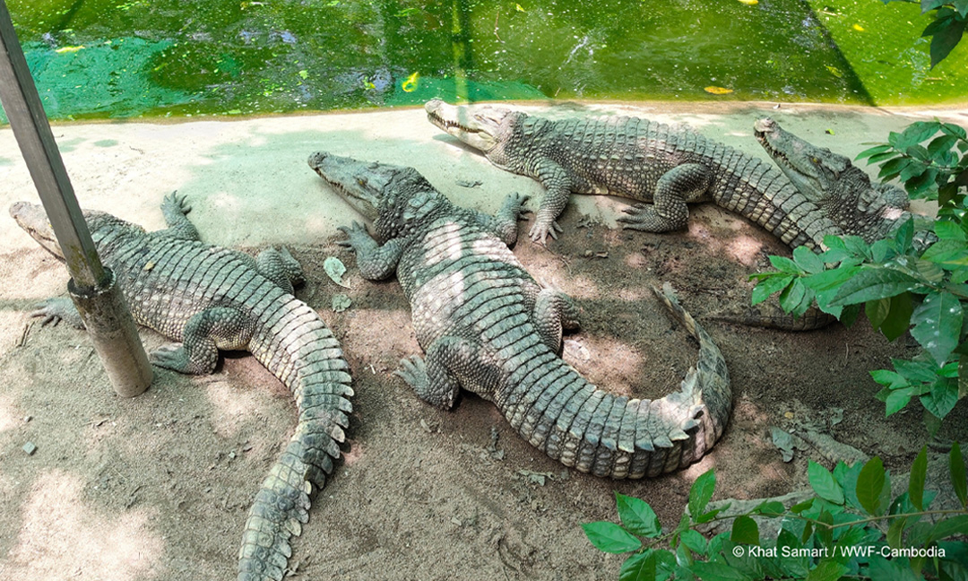 ស្អែក ក្រពើភ្នំពូជសុទ្ធ ១០ក្បាល ប្រភេទកម្របំផុតមួយលើពិភពលោក និងជិតផុតពូជ នឹងត្រូវលែងចូលក្នុងទន្លេស្រែពក