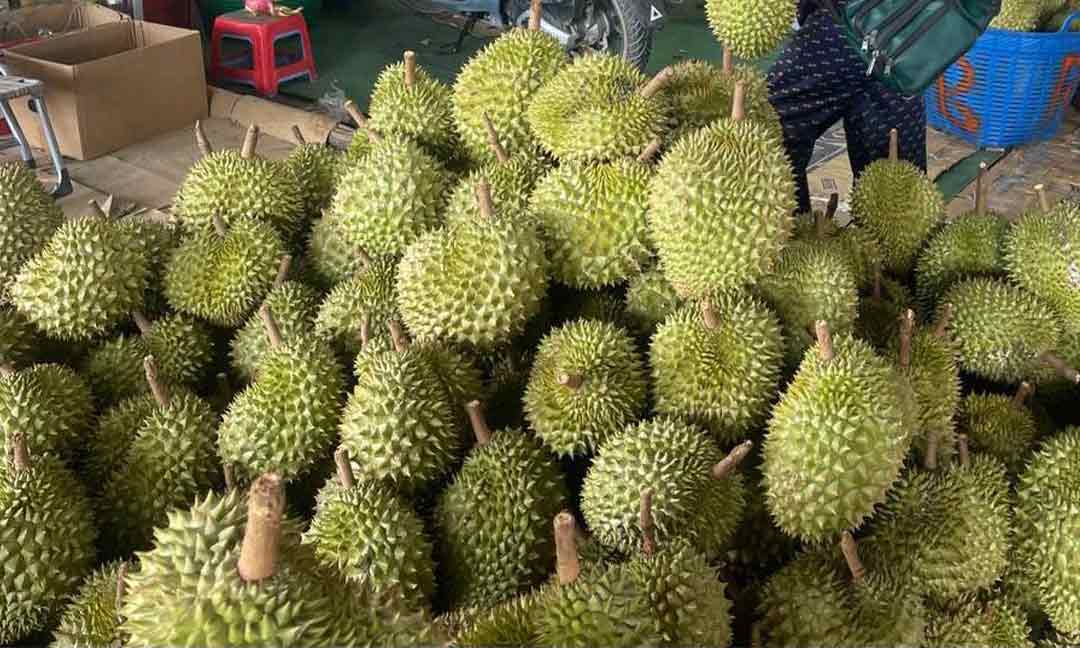 ​ទុរេនបែកអន្លូង​ មិនទាន់​ដល់ពេល​ប្រមូលផល​ផ្លូវការនោះទេ​