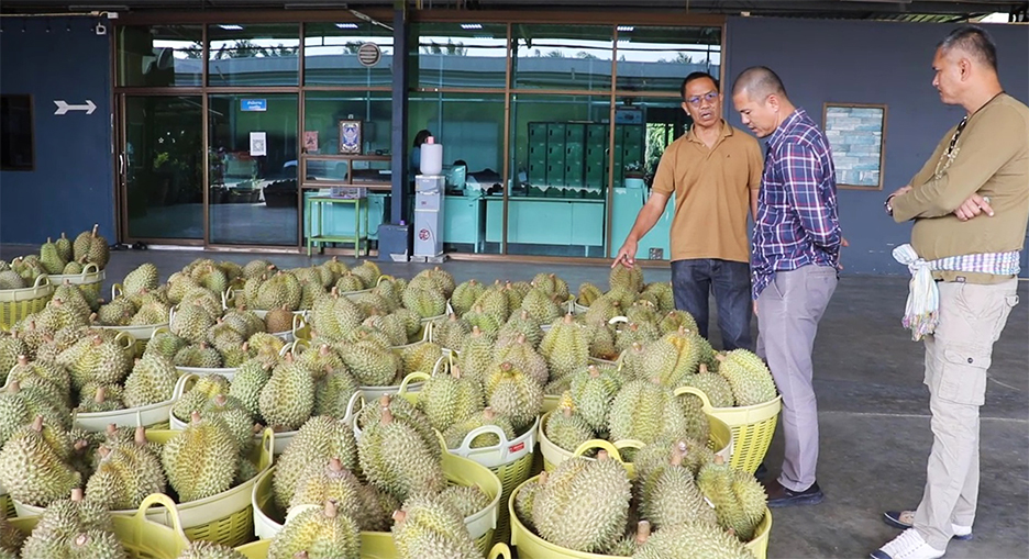 ទុរេន