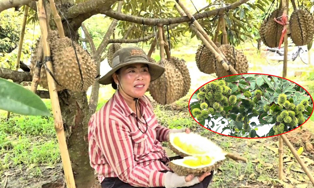 ម្ចាស់ចម្ការនៅស្រុកទឹកឈូបញ្ជាក់ថា សប្តាហ៍ក្រោយសាវម៉ាវនឹងចាប់ផ្តើមប្រមូលផល ខណៈទុរេនកំពុងសម្បូរហើយធ្លាក់ថ្លៃបន្តិច