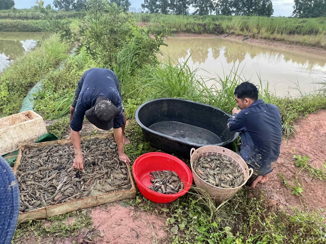 ទិន្នផលបង្កងអូស្រ្ដាលីឆ្នាំនេះធ្លាក់ចុះ ដោយសារការបញ្ជាទិញថមថយ