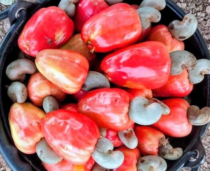 ឃាត់ខ្លួនជនសង្ស័យ