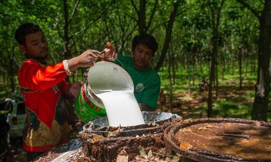 ​កម្ពុជា​រកចំណូល​បានជាង ​១២៧ ​លានដុល្លារ ​ពីការ​នាំចេញ​ជ័រកៅស៊ូ​ នៅក្នុងត្រីមាសទី១