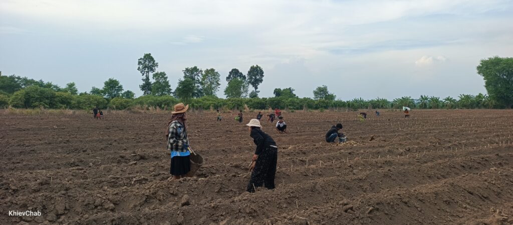 សិស្សសាលាមួយក្រុម ទំនេរពីការសិក្សារកការងារក្រៅម៉ោងជួយដាំដំឡូ