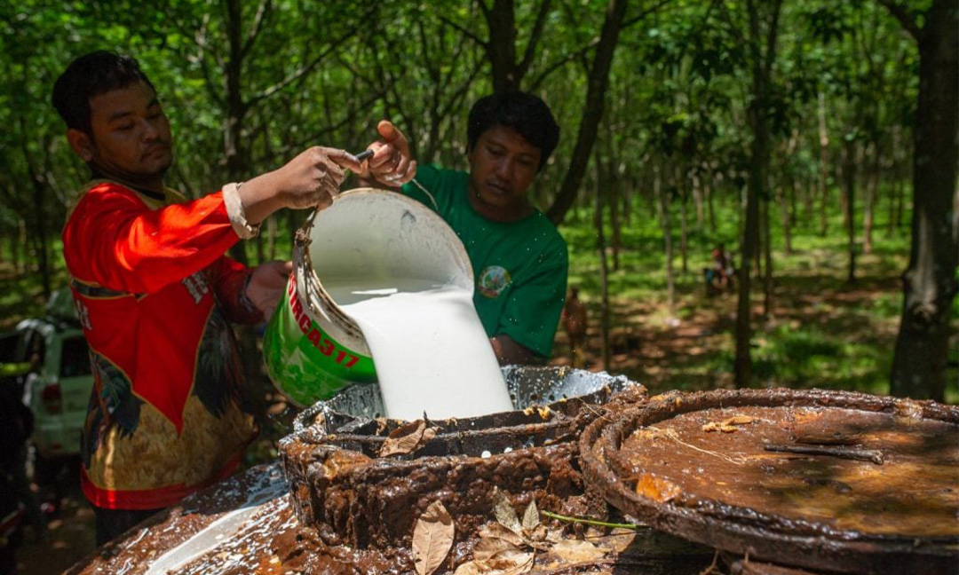 Cambodia: Rubber exports generate $455 million in first three quarters
