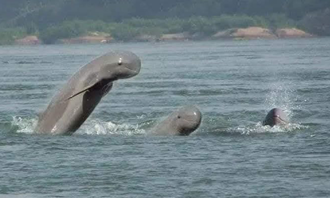 Cambodia: Community-led initiative strengthens Mekong dolphin conservation