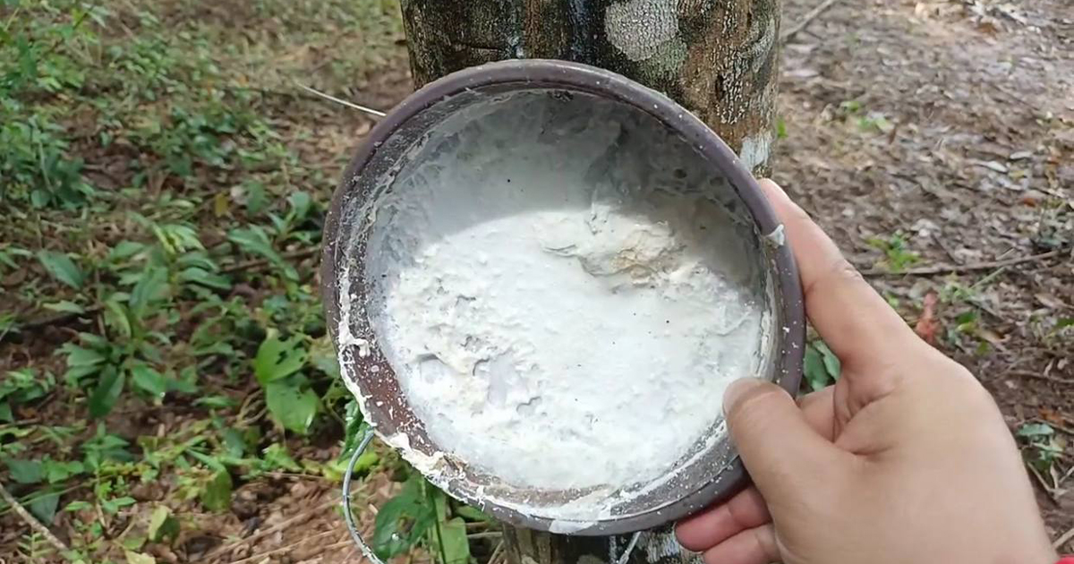 Cambodia: Rubber production in Mondulkiri increases by 13%